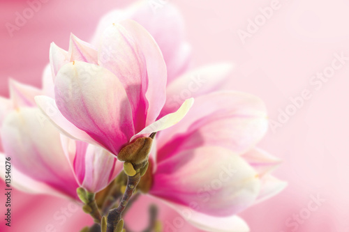 Dekoracja na wymiar  magnolia