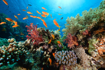 ocean, coral and fish