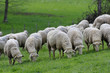 Moutons au pré