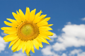 Wall Mural - amazing sunflower and blue sky background