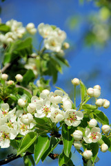 Canvas Print - Birnbaumblüte - flowering of pear tree 34