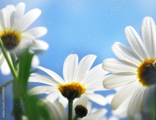 Marguerite close up