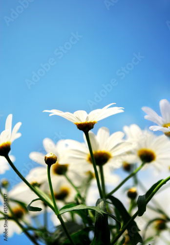 Daisy