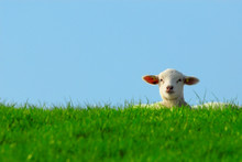 Cute Lamb In Spring
