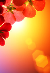 Fotomurales - Red flowers over sunshine background
