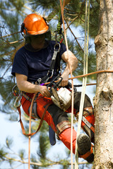 Tree maintenance