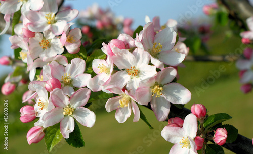Plakat kwiat jabłoni   rajski-ogrod