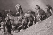 Makaken im Heidelberger Zoo