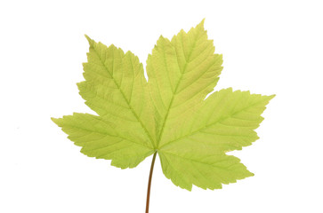 sycamore leaf