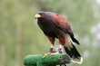 close up of a hawk