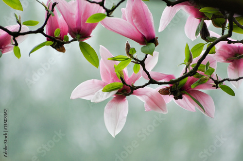 Fototapety Magnolie  magnolia