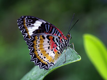 Exotic Butterfly