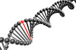 Red nucleotide from a DNA