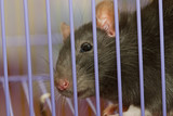 Fototapeta Zwierzęta - Close-up funny looking rat through cage rods