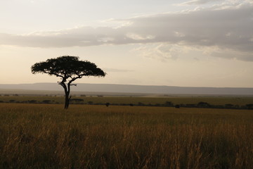 Tree on Horizon of Masi Mara