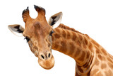 Détourage du portrait d'une girafe