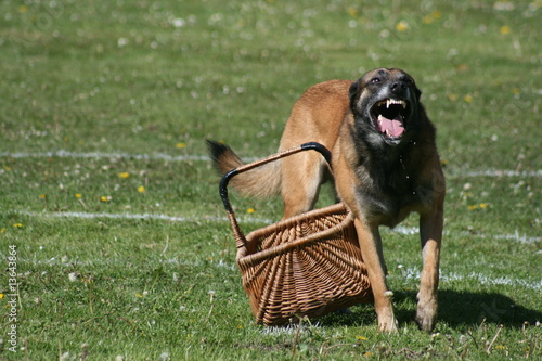 dressage chien 38