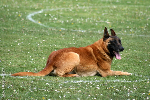 Chienbergerbelgemalinoisdressage Buy This Stock Photo