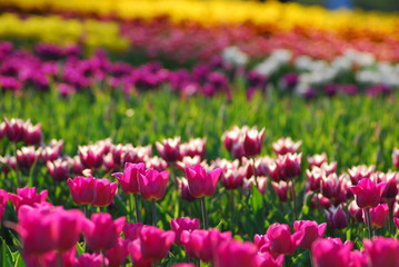  field of tulips