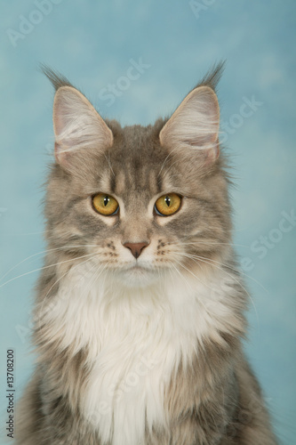 Portrait De Jeune Chat Maine Coon De Face Aux Yeux Verts Stock Photo Adobe Stock