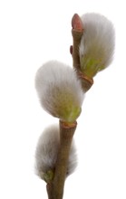 Twig Of Spring Pussy Willow