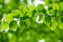 Detail Of Fresh Beech Tree Leaves In Early Spring