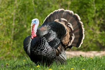 turkey in meadow