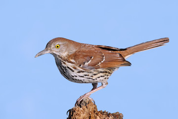 Aufkleber - Brown Thrasher (Toxostoma rufum)