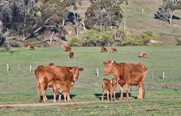 cows in the field