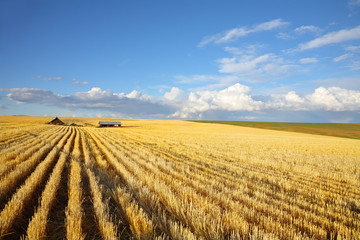 Sticker - The autumn midday on fields of Montana