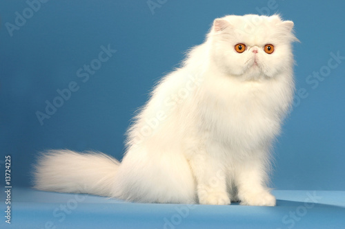 Gros Chat Persan Blanc Aux Yeux Oranges En Studio Assis Acheter Cette Photo Libre De Droit Et Decouvrir Des Images Similaires Sur Adobe Stock Adobe Stock