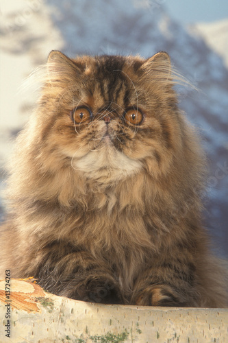 Chat Persan De Face Tête étrange Qui Fait Peur Et Intrigue