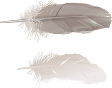 Two Gray Feathers