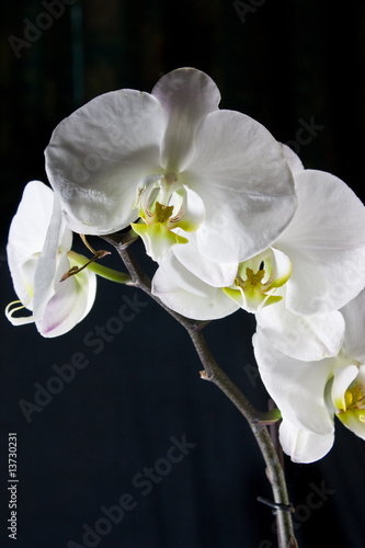 Tapeta ścienna Białe orchidee