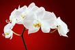 canvas print picture - Orchid against red
