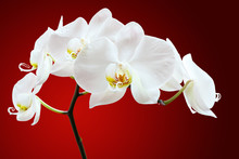Orchid Against Red