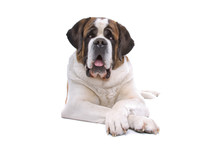 Dog  Saint Bernard Isolated On A White Background