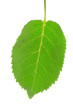 green leave isolated on white