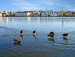 Ducks on ice in Reykjavik, Iceland