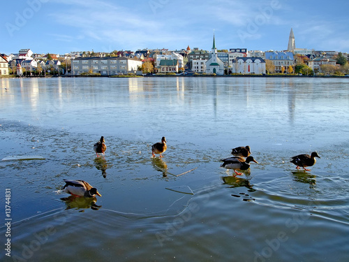Zdjęcie: Ducks on ice in Reykjavik, Iceland Ducks on ice in Reykjavik, Iceland