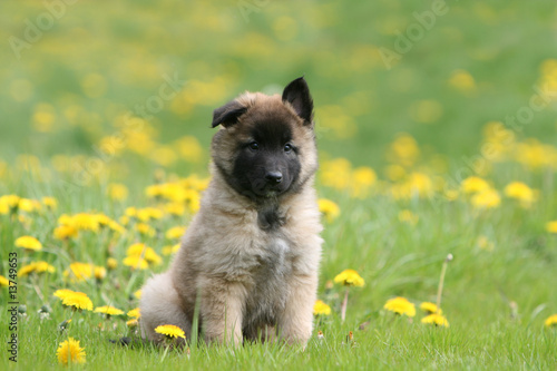 Chiot Berger Belge Tervueren Assis Vu De Face Dans Un Champ Stock Photo Adobe Stock