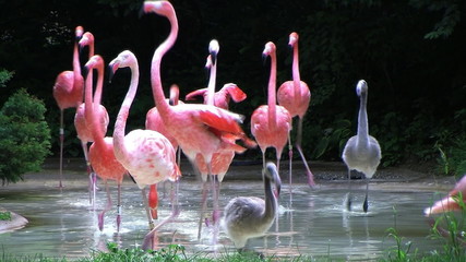 flamingos rushing out of water