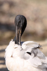 Wall Mural - Ibis