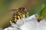 Fototapeta Tulipany - pszczoła