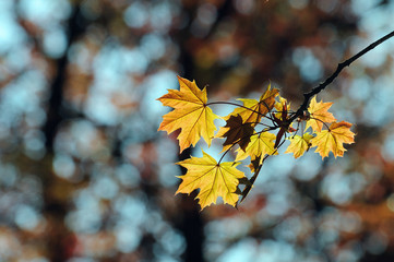 canadian maple leaves in spring