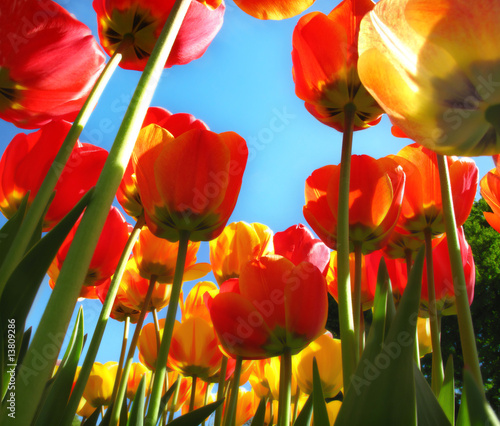 Many tulips