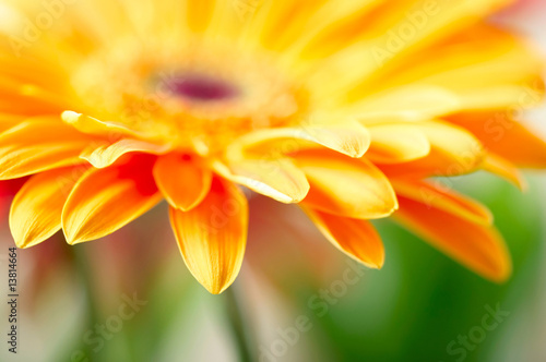 Fototeppich - Closeup photo of yellow daisy-gerbera (von SJ Travel Footage)