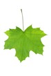 leaf of clon