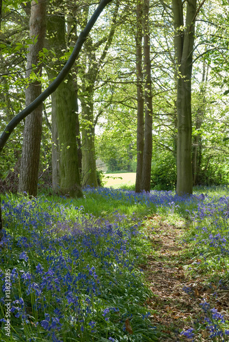 Nowoczesny obraz na płótnie Pathway Through Bluebells