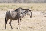 Fototapeta Zwierzęta - Lone Wildebeest